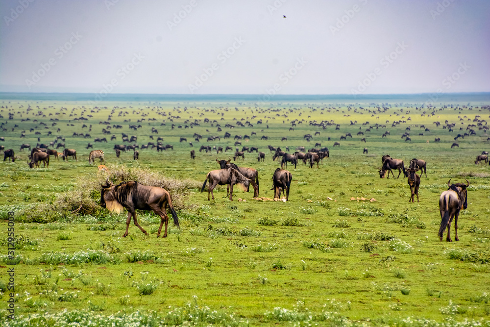 great migration across the serengeti great migration across the serengeti