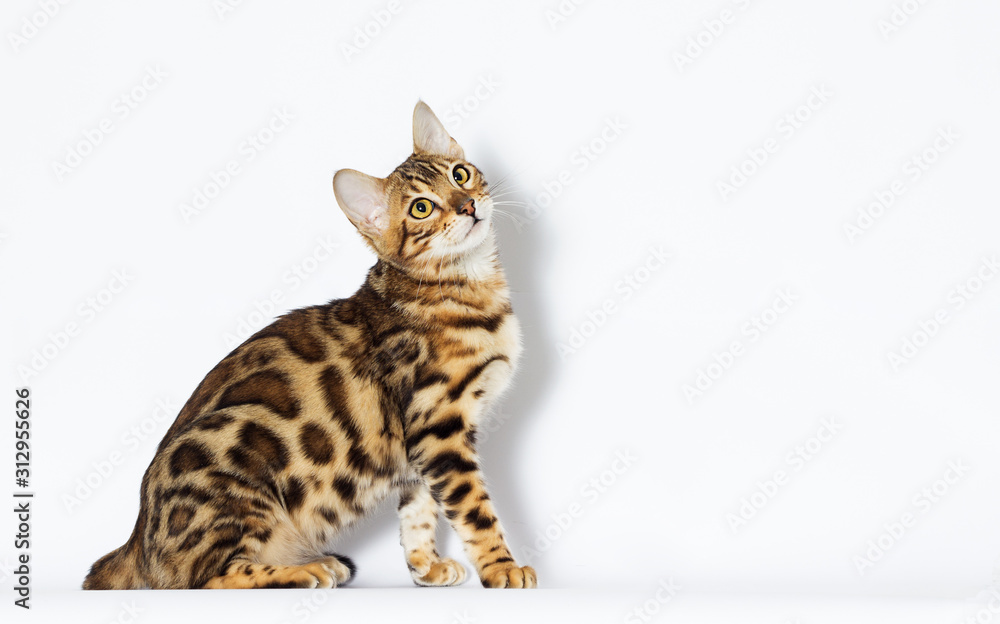 kitten looks sideways, Bengal breed kitten looks sideways, Bengal breed