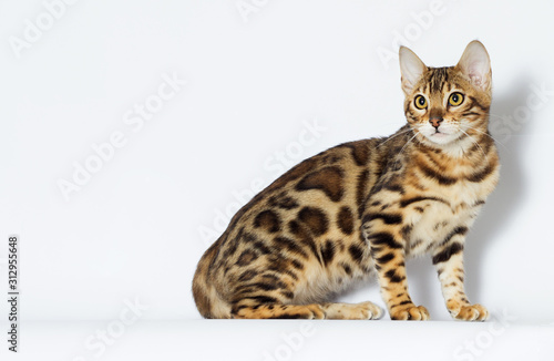 kitten looks sideways in full growth, Bengal breed