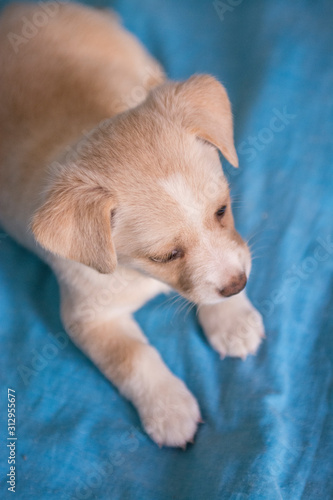 Light-colored puppy lying on a blue cloth. Head view.