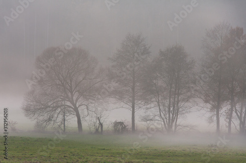 Nebelstimmung in einer Wiesenlandschaft
