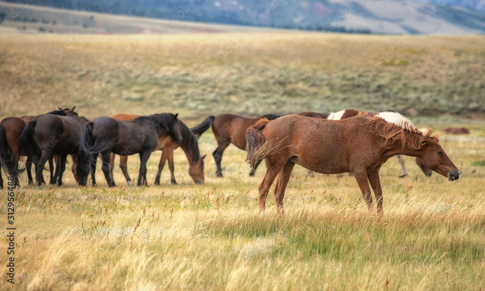 Wild Horses Wild Horses