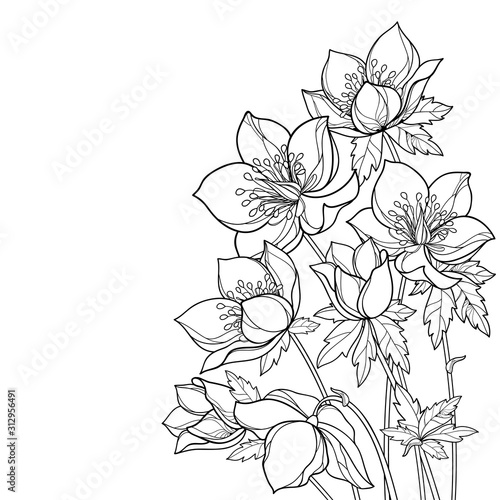 Corner bouquet with outline Hellebore or Helleborus, bud and leaf in black isolated on white background.
