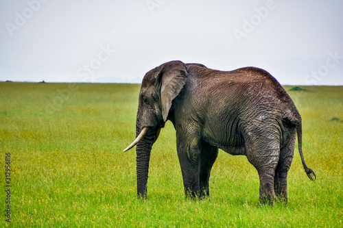elephant in the serengeti