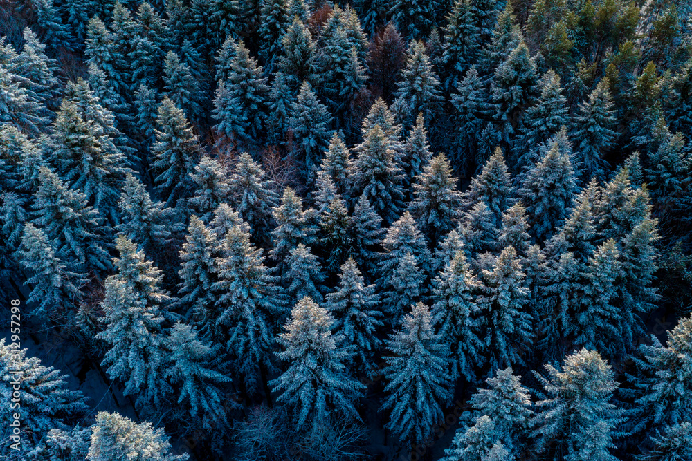 Aerial forest view in cold season Aerial forest view in cold season