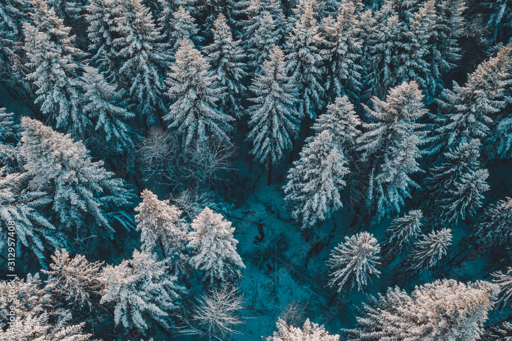 Aerial forest view in cold season