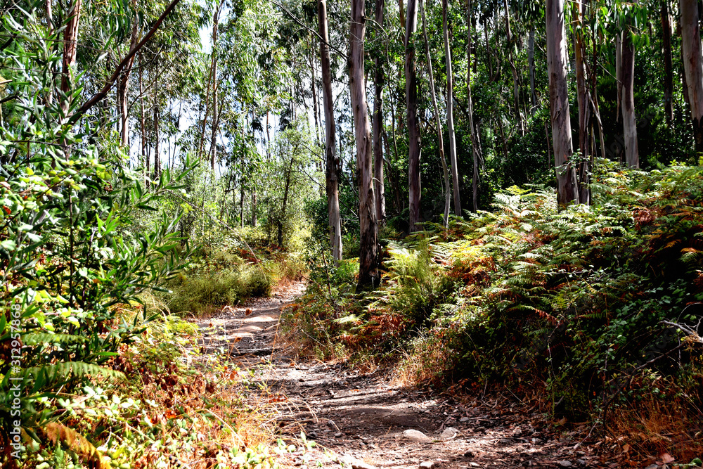 Obraz premium Wanderweg im Wald