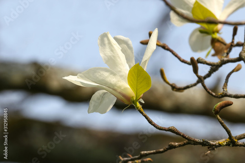 Weiße Magnolienblüten, magnolia soulangiana