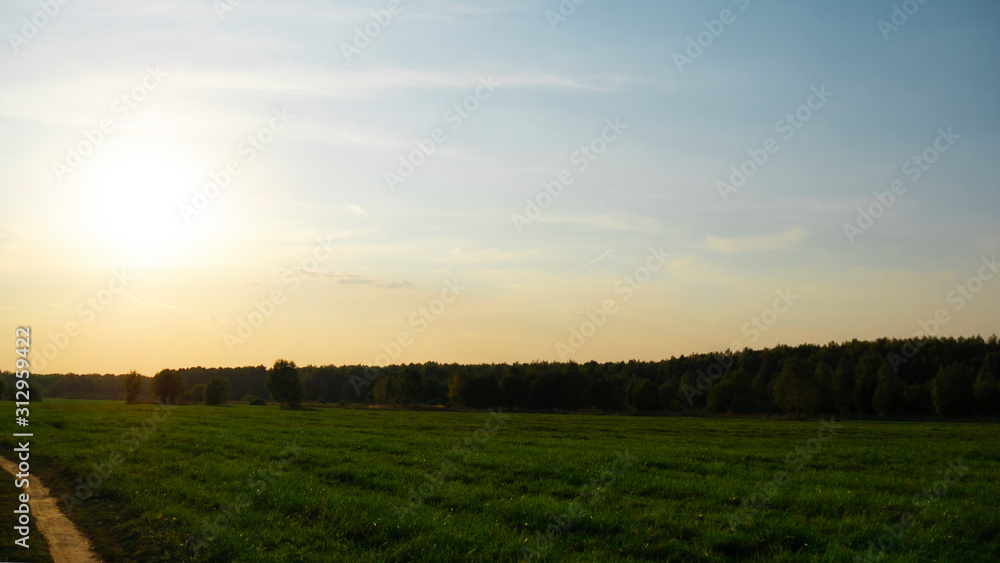 Field and forest. Landscape of a large field with green grass and a large, green forest of coniferous trees in the distance.Countryside.Near the city. At sunset.Blue sky.