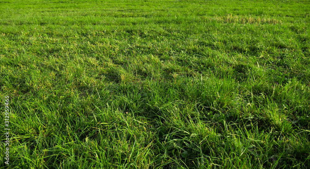 Field. Landscape of a large field with green grass. Countryside. Near the city. At sunset. Field. Landscape of a large field with green grass. Countryside. Near the city. At sunset.
