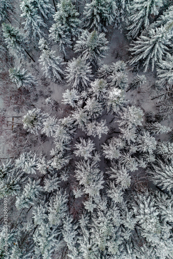 Beautiful scenic winter forest with snow-covered trees, aerial view.