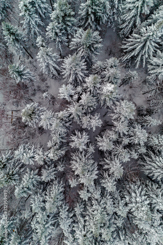 Beautiful scenic winter forest with snow-covered trees, aerial view. © Niko_Dali