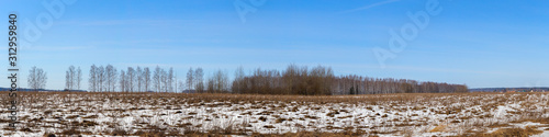 Panorama of a wild field located on the edge of a birch forest. The photo was taken on a Sunny day in early spring. Vladimir region, Russia.