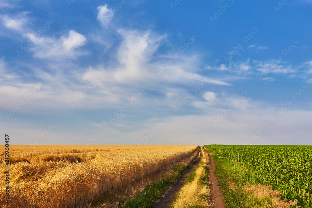 landscape with tractor road in wheat field