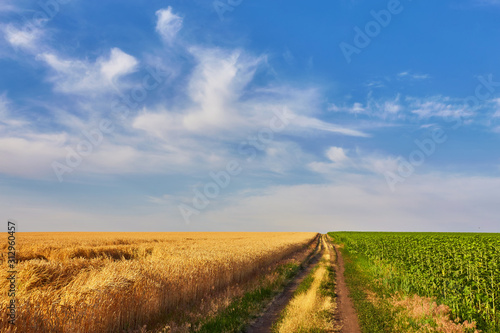 landscape with tractor road in wheat field