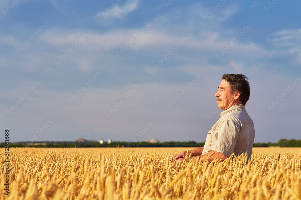 Farmer walking through a golden wheat field Farmer walking through a golden wheat field