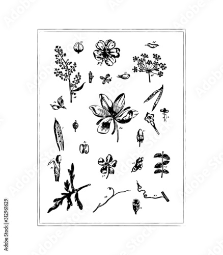 vector set of various apothecary herbs/flowers, vintage engraved illustrations 