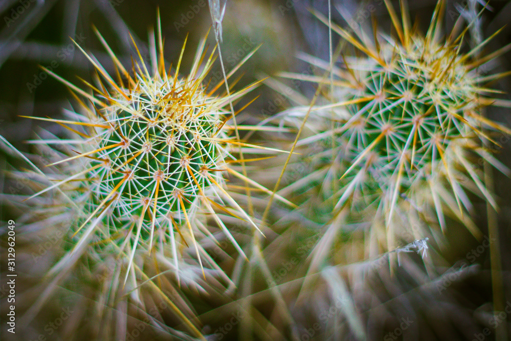 closeup of cactus closeup of cactus
