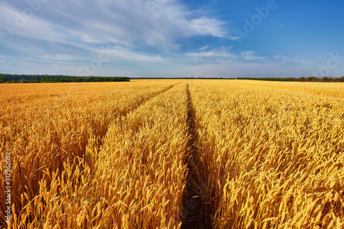 landscape with tractor road in wheat field