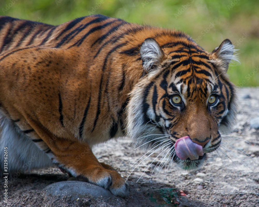 Obraz premium Sumatran Tigress