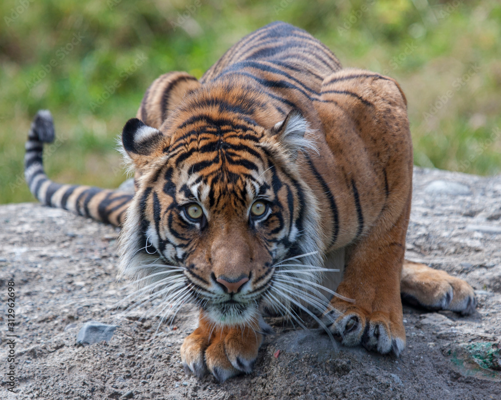 Fototapeta premium Sumatran Tigress