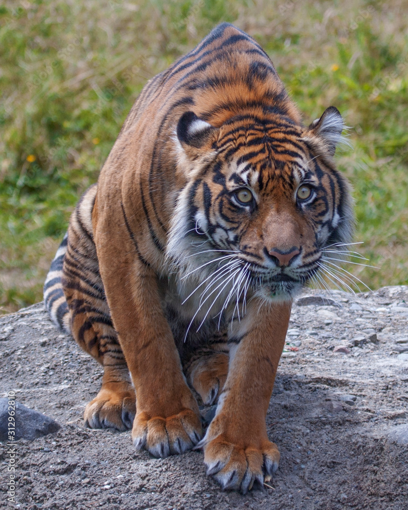 Fototapeta premium Sumatran Tigress