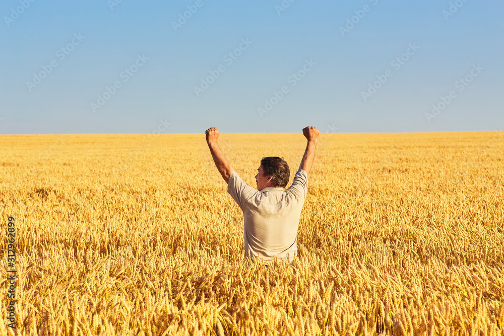Farmer walking through a golden wheat field - obrazy, fototapety, plakaty 