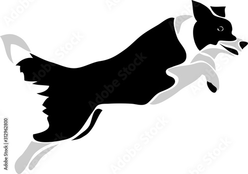 Border Collie Jumping