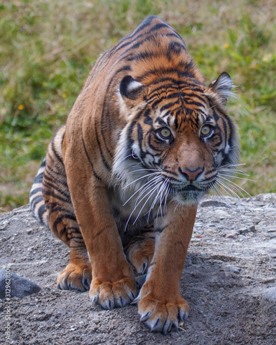 Sumatran Tigress