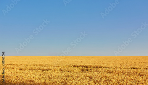 Field of Golden wheat under the blue sky