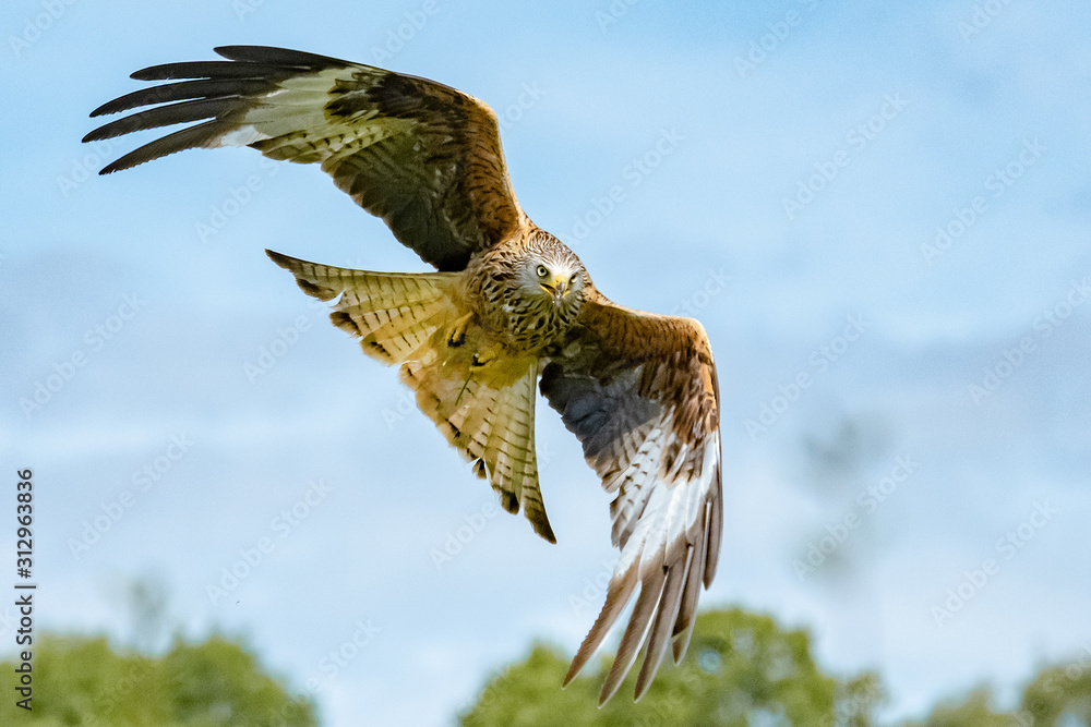 Fototapeta premium Red Kite