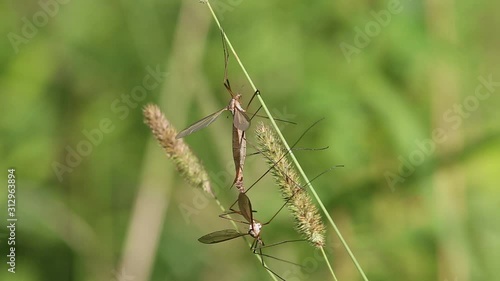 Marsh Crane Fly (Tipula oleracea), mating pair photo