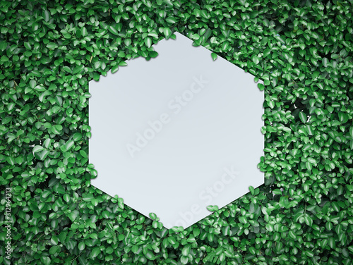 White plain hexagon with copy space in green leaves background