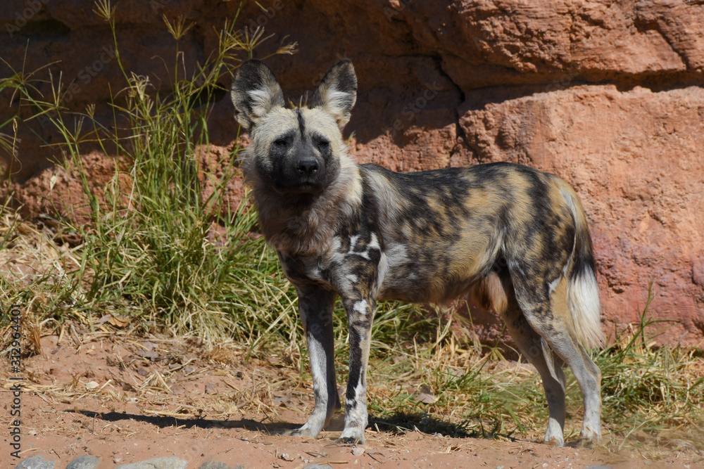 An African wild dog (Lycaon pictus) a canid native to sub-Saharan Africa, standing on the hot desert sand by rocks and short grass An African wild dog (Lycaon pictus) a canid native to sub-Saharan Africa, standing on the hot desert sand by rocks and short grass