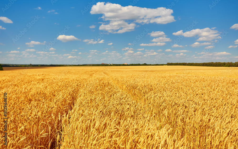 Fototapeta premium Field of Golden wheat under the blue sky