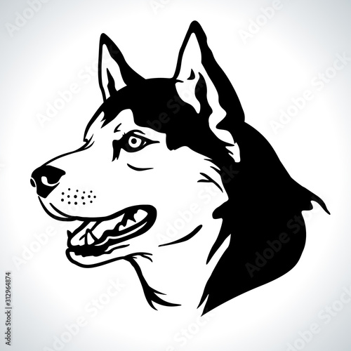 Portrait vector illustration of Siberian Husky dog breed