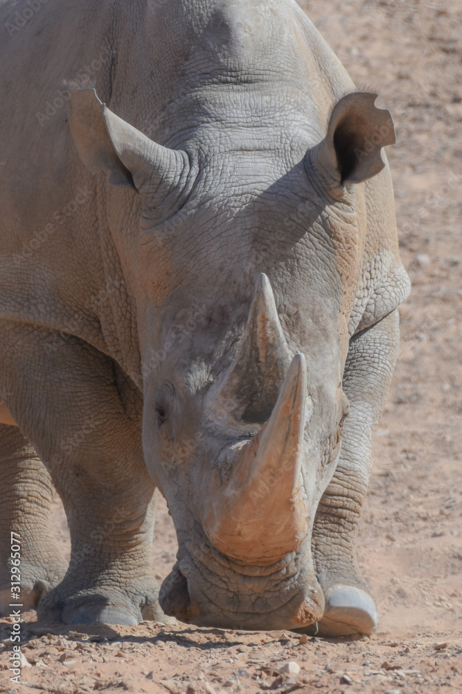 Obraz premium A white rhinoceros or square-lipped rhinoceros profile shot (Ceratotherium simum) close-up walking through the dry desert dirt.