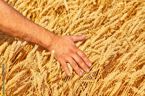 Farmer hand wheat. the concept of a rich harvest. With sunset background.