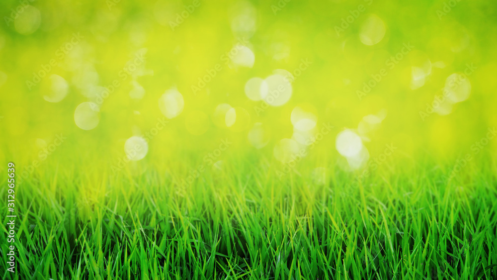 Blurred spring and summer background with bokeh combined with green grass_