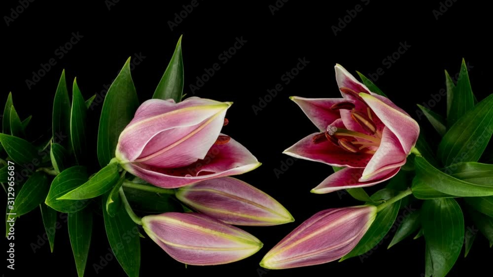 Timelapse of beautiful pink lily flowers blooming on black background. 4K Timelapse of beautiful pink lily flowers blooming on black background. 4K