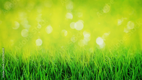 Blurred spring and summer background with bokeh combined with green grass_ © Volodymyr