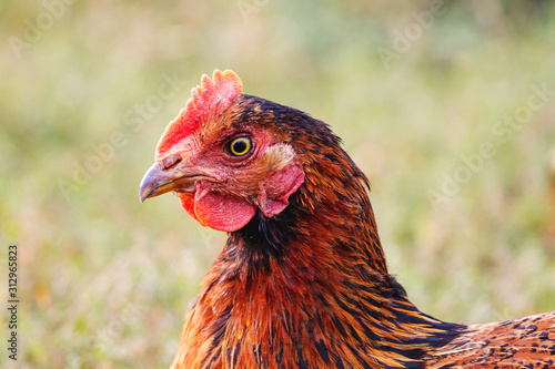 Brown chicken closeup on blurred background. Breeding poultry_