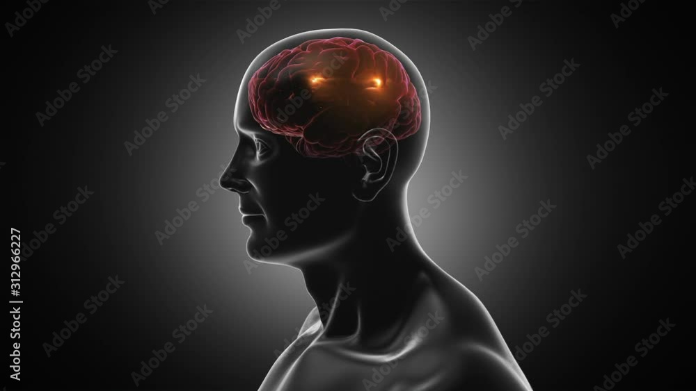 3D Human torso with brain and neurons flashing. Electric impulses. Synapsis. Loopable. Dolly in. Blue, black and white. More color options in my portfolio. 3D Human torso with brain and neurons flashing. Electric impulses. Synapsis. Loopable. Dolly in. Blue, black and white. More color options in my portfolio.