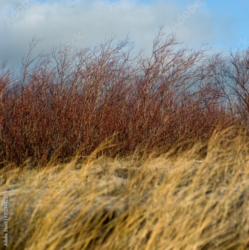 Autumn. Golden grass on the coast of the sea