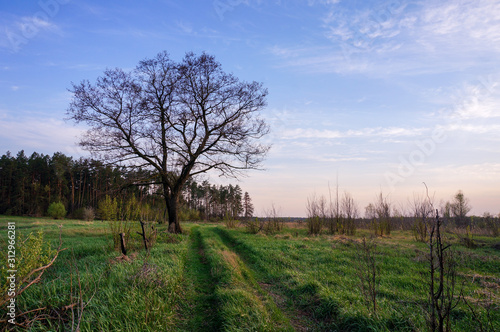 Isolated big tree with no leafs on the meadow. Early spring sunset 