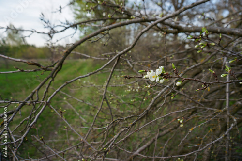 Early spring cherry starting blooming. Few flowers in front of the tree and green field 