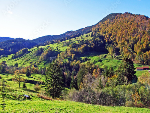 Mixed forests and trees on the Churfirsten mountain range and in the Toggenburg region, Starkenbach - Canton of St. Gallen, Switzerland photo