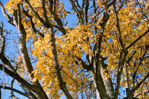 Tree at Fall