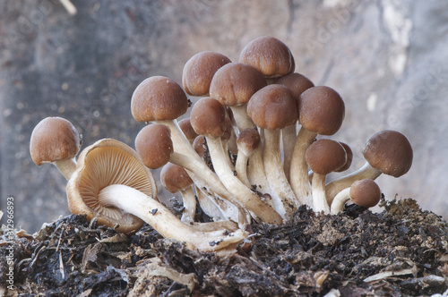 Psathyrella piluliformis Common Stump Brittlestem mushroom reddish-brown mushroom that grows steeply in large groups photo