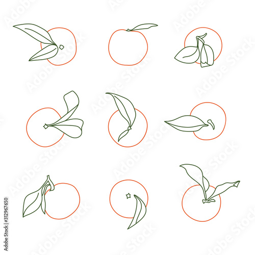 Tangerine Selection Vector Line Drawing on White Background